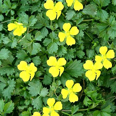 spring cinquefoil